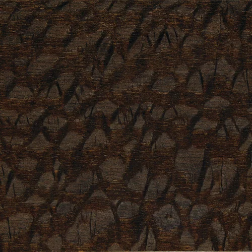 Louro Faïa du Brésil 12-2010